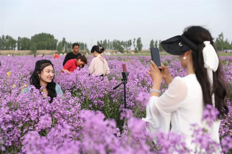 10萬餘人次！太極莊首屆紫色油菜花(huā)節收官