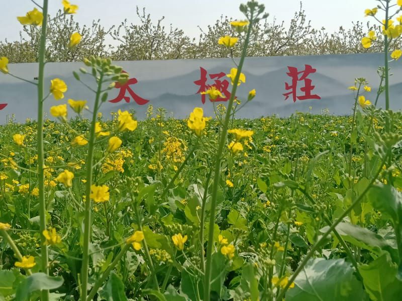 景點遊記之油菜花(huā)